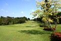 Allamanda